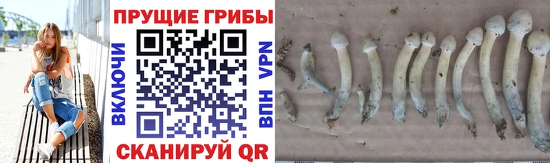 Галлюциногенные грибы Magic Shrooms Мураши